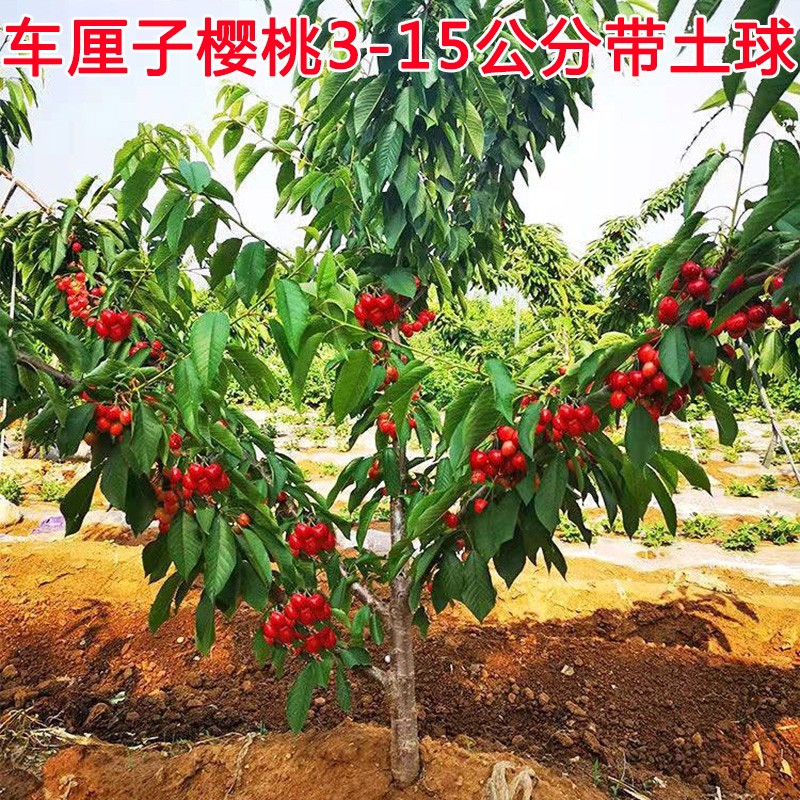 绿丰矮化车厘子树苗大樱桃树樱桃苗果树果苗南方北方种植盆栽地栽