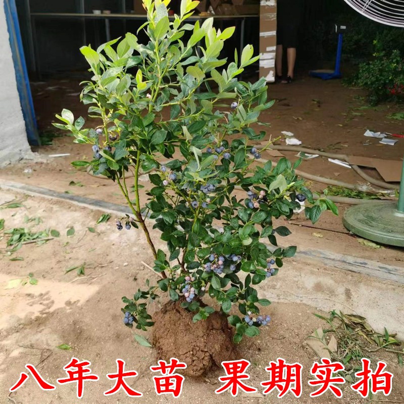 蓝莓树果苗带果蓝莓苗盆栽南北方种植兔眼特大阳台果树苗当年结果-图1