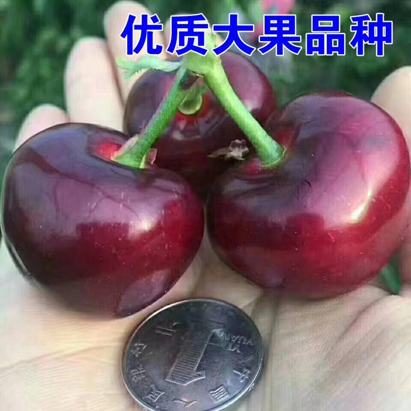 车厘子树苗樱桃树苖南方北方种植盆栽庭院果树矮化樱桃树大樱桃苗 - 图2