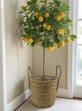 草绳编织篮子花篮室内植物绿植落地花盆摆件家居手提装饰篮带内衬