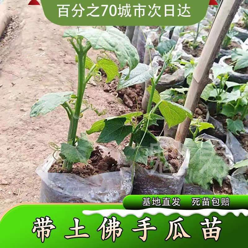 高产佛手瓜种苗春季夏季种植佛手瓜苗阳台庭院田园易种植秧苗包邮-图0