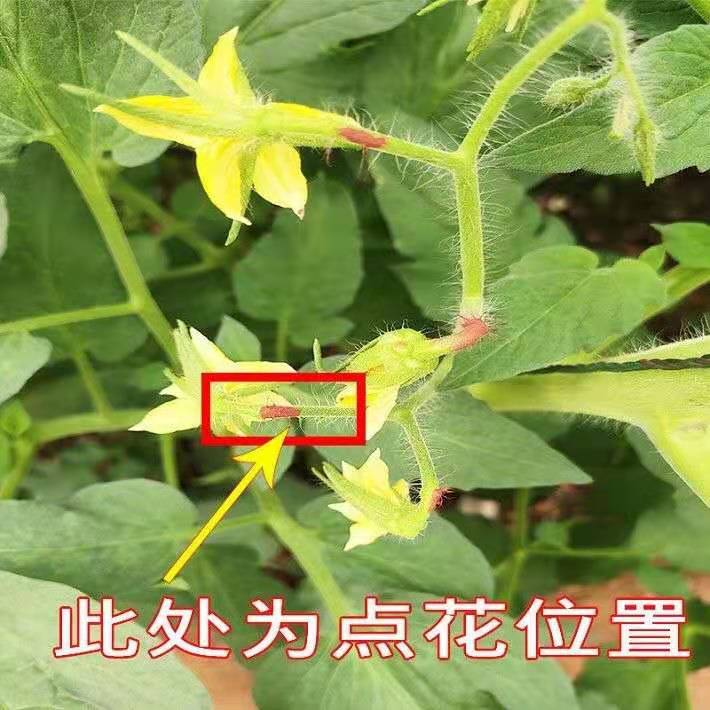 西红柿座果灵点花药番茄授粉药圣女果专用点花坐果灵保花保果包邮 - 图0