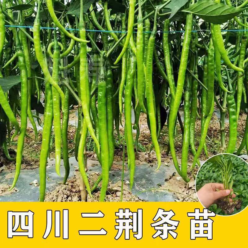 特长香辣线椒苗高产辣椒种苗二荆条辣椒秧苗四季盆栽蔬菜苗种籽 - 图2