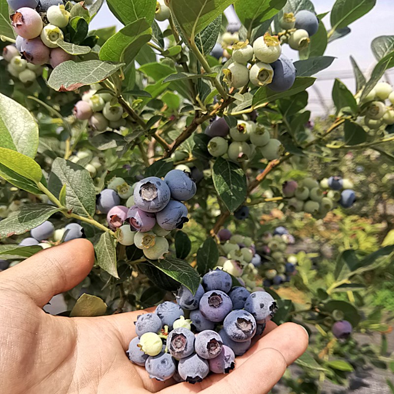 兔眼蓝莓苗北方南方种植果树苗盆栽地栽苗带果发货带土蓝梅苗包邮 - 图2