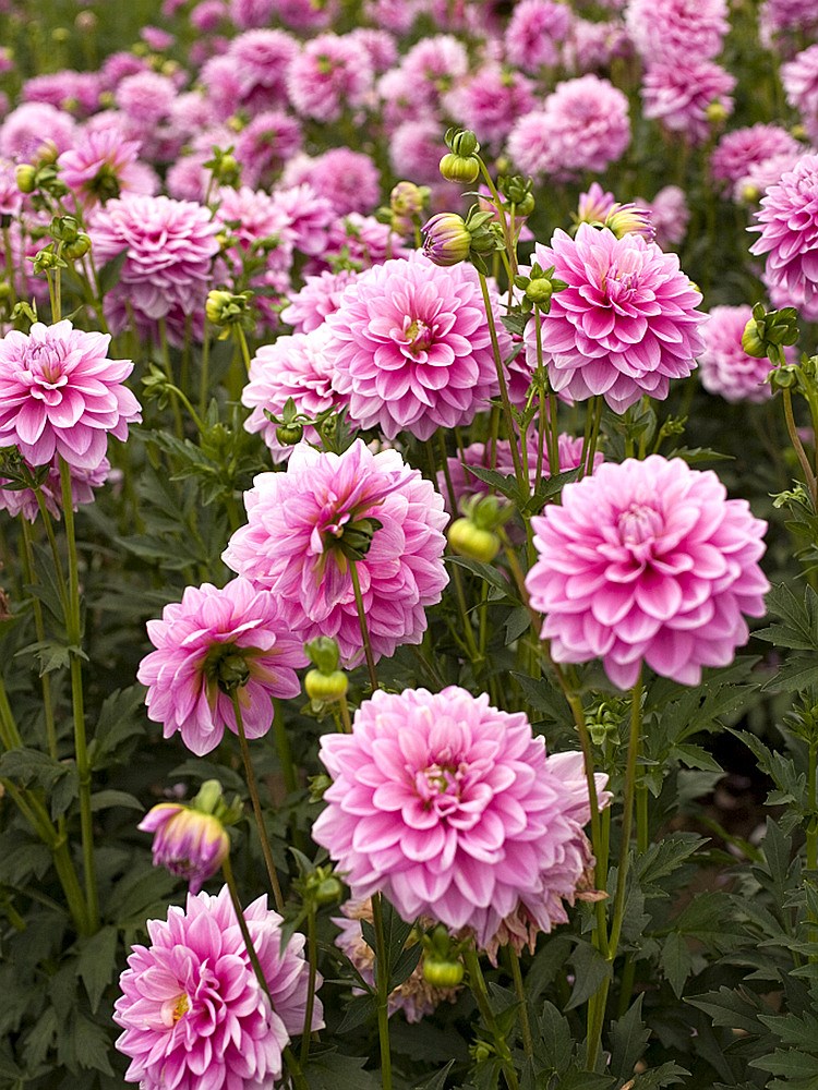 易活花种大丽花种子重瓣混色大丽菊地瓜花多年生四季播种花 沣泽 - 图3