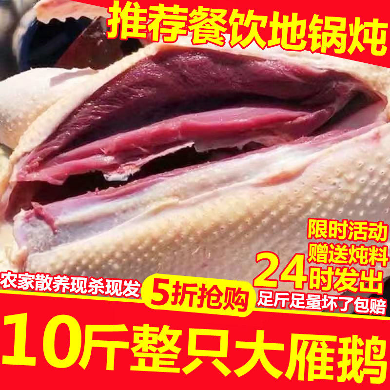 非鹅整只10斤非大鹅新鲜鹅肉大白鹅超大散养非大鹅老鹅雁鹅瘦肉,淘宝优惠券,粉丝福利购,淘宝优惠卷