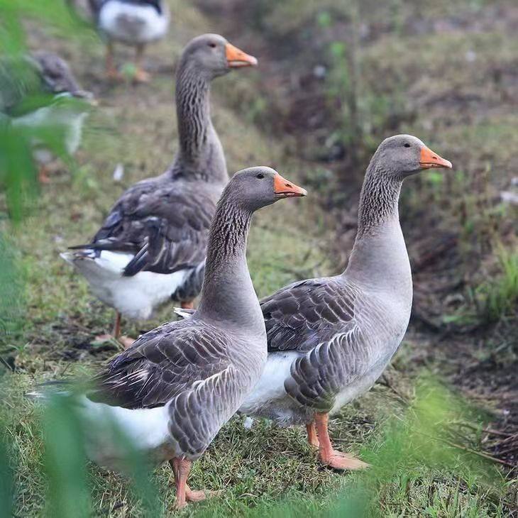 非鹅整只10斤非大鹅新鲜鹅肉大白鹅超大散养非大鹅老鹅雁鹅瘦肉,淘宝优惠券,粉丝福利购,淘宝优惠卷