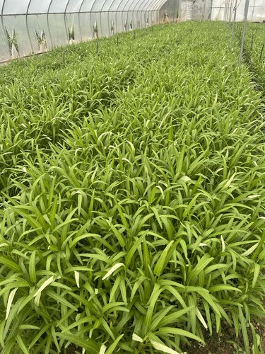 如意半青白柳叶空心菜种子白梗柳叶通心菜菜籽 春夏秋冬蔬菜菜籽 - 图2