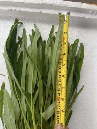 如意半青白柳叶空心菜种子白梗柳叶通心菜菜籽 春夏秋冬蔬菜菜籽 - 图1