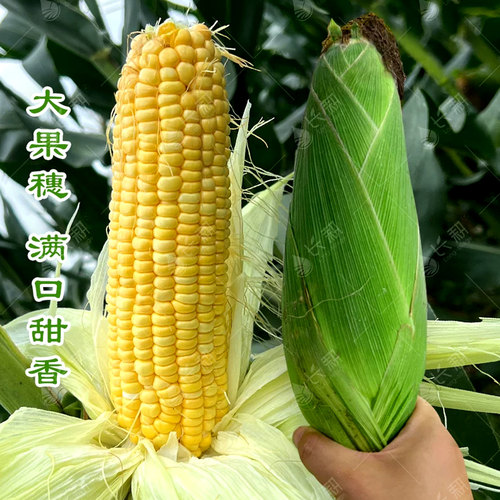 超甜水果玉米种子特大甜玉米孑四季糯玉米种籽高产杂交大田玉米苗 - 图2