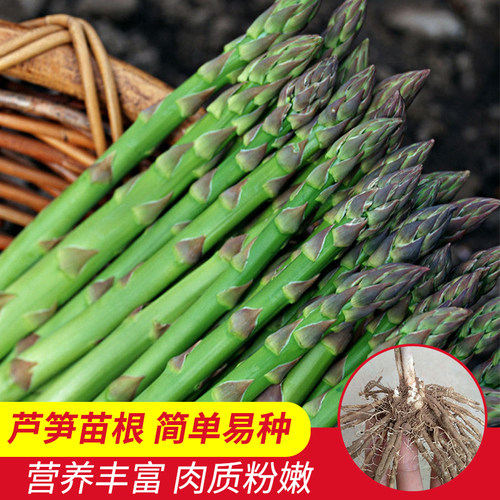 芦笋种籽苗根紫芦笋种植苗大全种子高产盆栽阳台春秋四季蔬菜种孑 - 图1