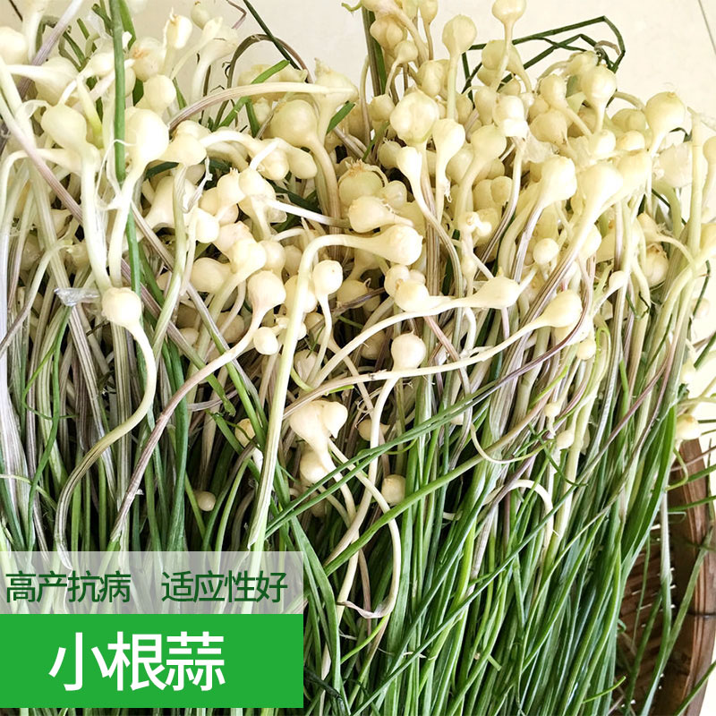 野菜小根蒜种子野韭葱野葱野蒜籽春四季阳台盆栽蔬菜种籽 - 图1