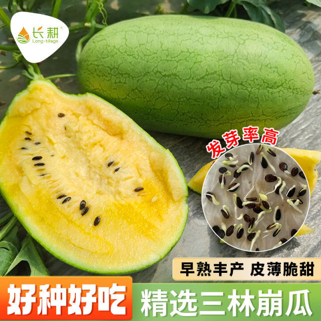 Sanlin collapse melon seeds with thin skin, high sugar, yellow flesh, watermelon seeds, Shanghai specialty oval fruit seeds in spring and autumn seasons
