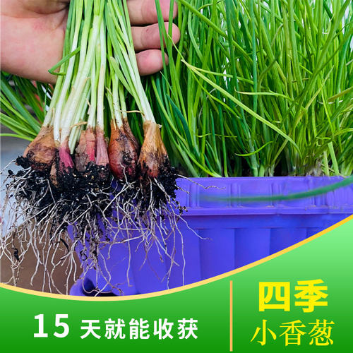 四季小香葱葱种子香葱苗火葱四季种苗红葱头阳台盆栽蔬菜小葱种籽 - 图2