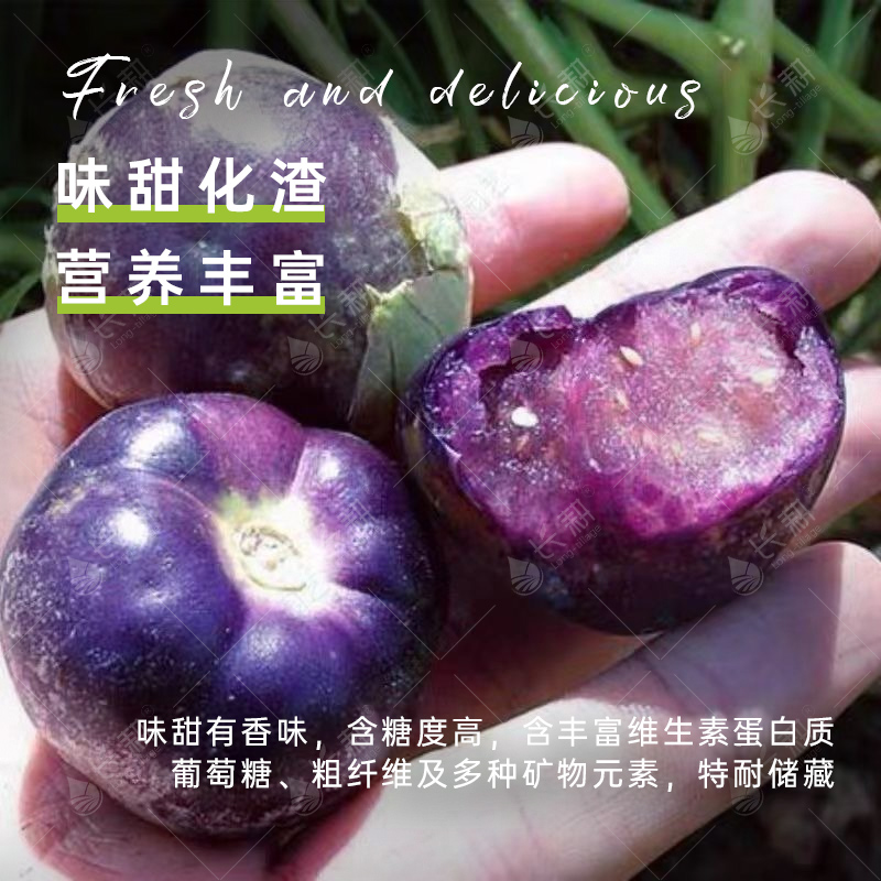 超甜紫菇娘果种子春天东北紫色姑娘果大颗春秋四季水果种孑苗大全 - 图2