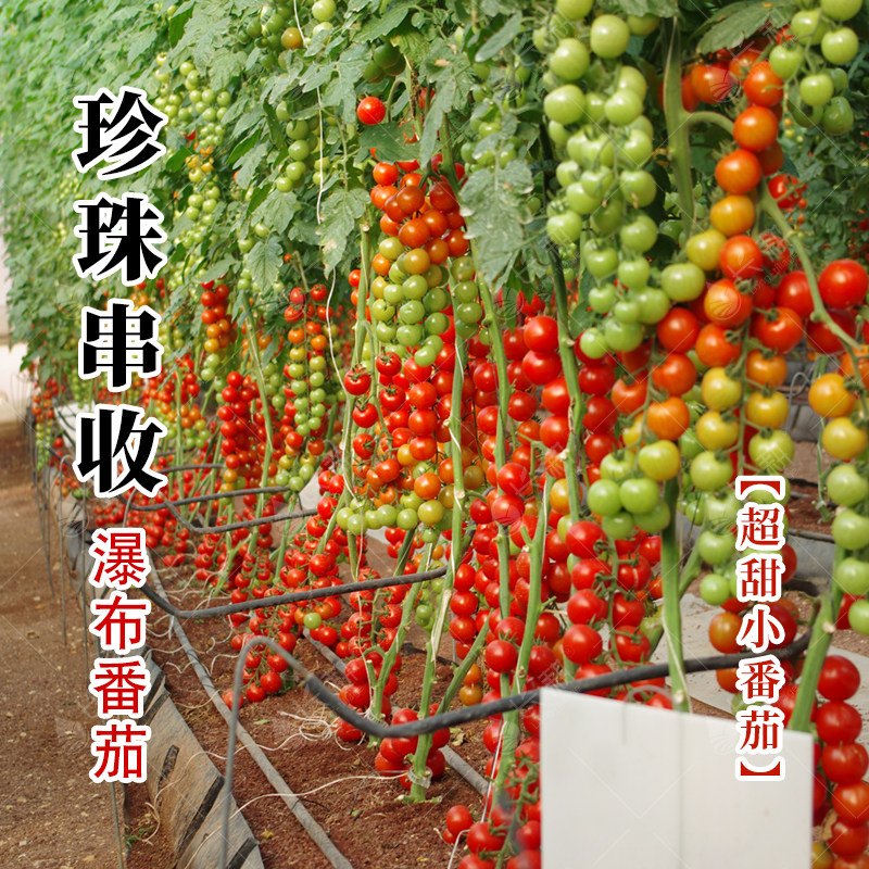 瀑布番茄种子小番茄盆秧苗栽普罗旺斯大粉西红柿矮生番茄种孑大全,淘宝优惠券,粉丝福利购,淘宝优惠卷