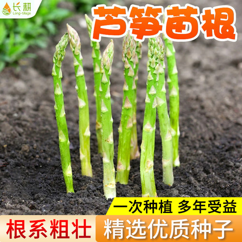 芦笋种籽苗根紫芦笋种植苗大全种子高产盆栽阳台春秋四季蔬菜种孑 - 图0