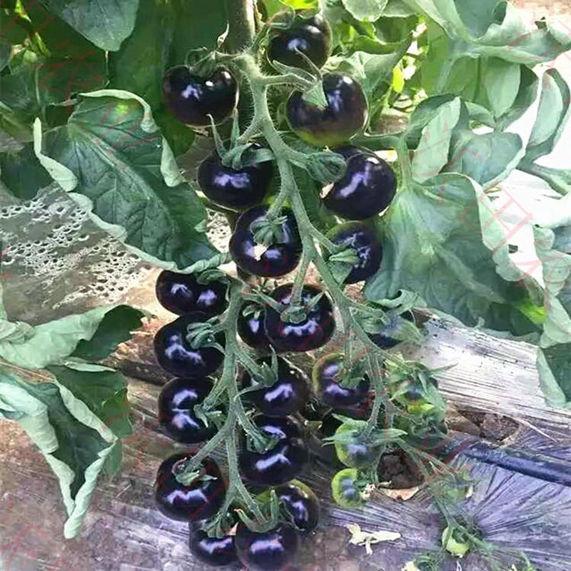 黑妖姬樱桃黑番茄种子水果圣女果西红柿种籽四季阳台盆栽蔬菜种孑,淘宝优惠券,粉丝福利购,淘宝优惠卷