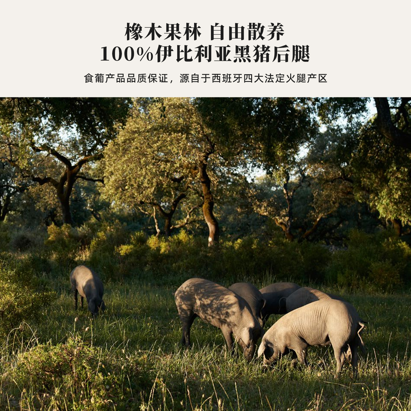 食葡西班牙伊比利亚火腿白标绿标红标黑标火腿切片黑猪后腿即食 - 图2