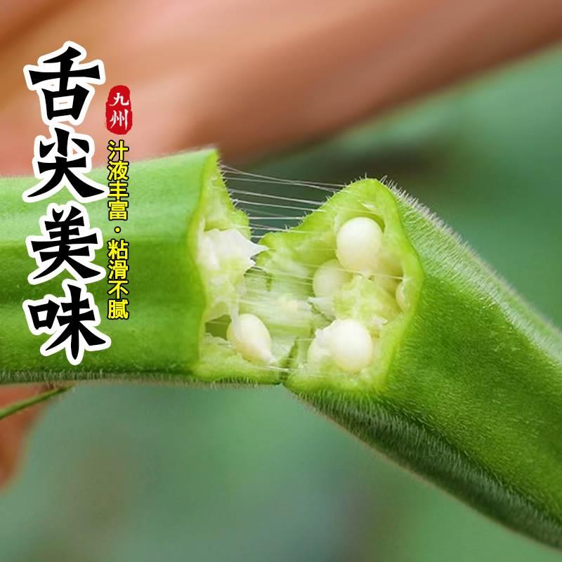 黄秋葵苗水果秋葵秧苗家庭阳台种植春夏四季播绿植物盆栽蔬菜苗孑 - 图1