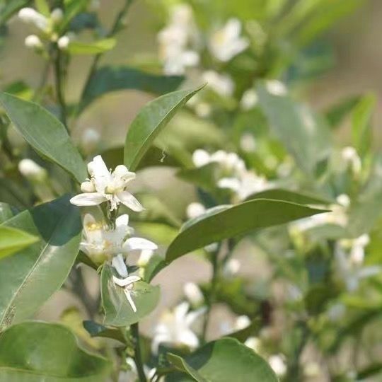 董欣苦橙花纯露提亮肤色抗氧化补水修复舒缓喷雾