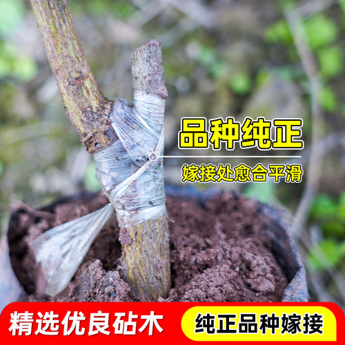 枇杷树苗早钟枇杷无核大五星枇杷嫁接苗盆栽地栽纯甜大果枇杷果树 - 图1