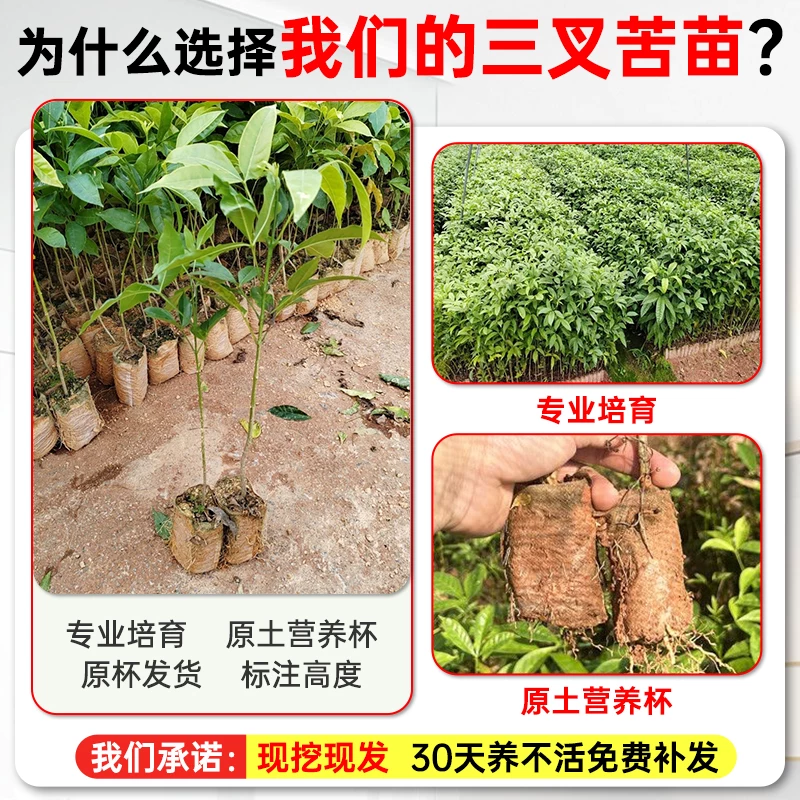 Sanya Ku Xiaohuang Powder Three-branched Gun Chicken Bone Sapling Sanya Ku Leaf Plant