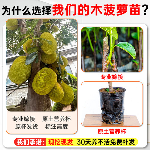 菠萝蜜树树苗嫁接泰国红肉干苞海南四季榴莲蜜木菠萝蜜果树苗庭院 - 图0