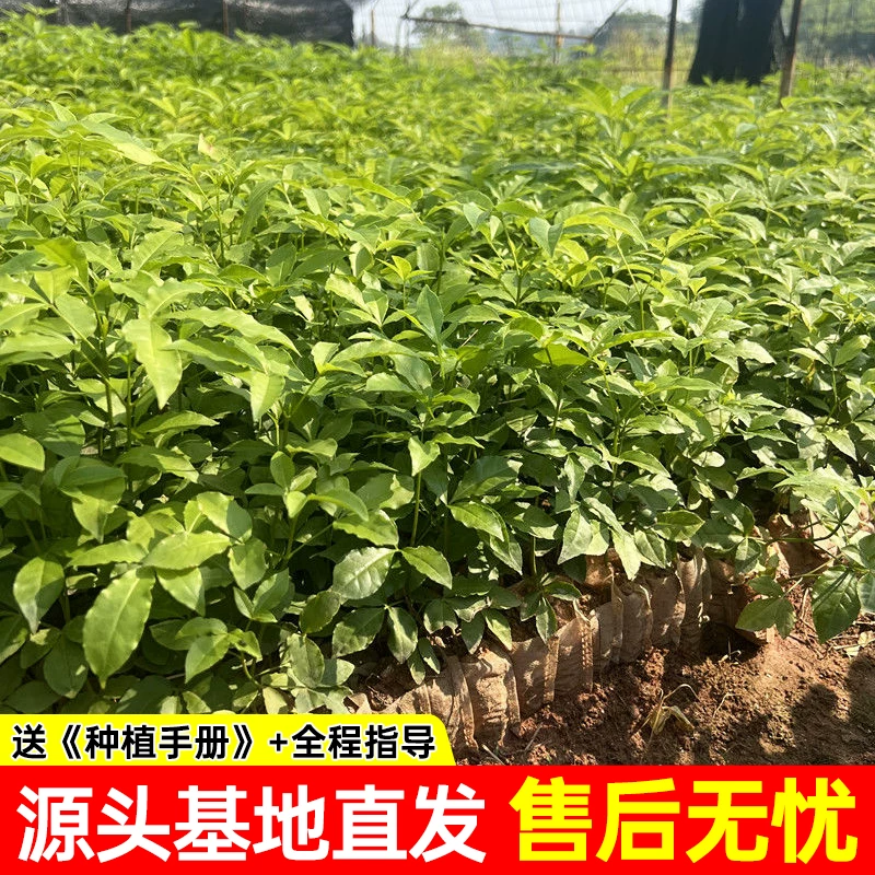 Sanya Ku Xiaohuang Powder Three-branched Gun Chicken Bone Sapling Sanya Ku Leaf Plant