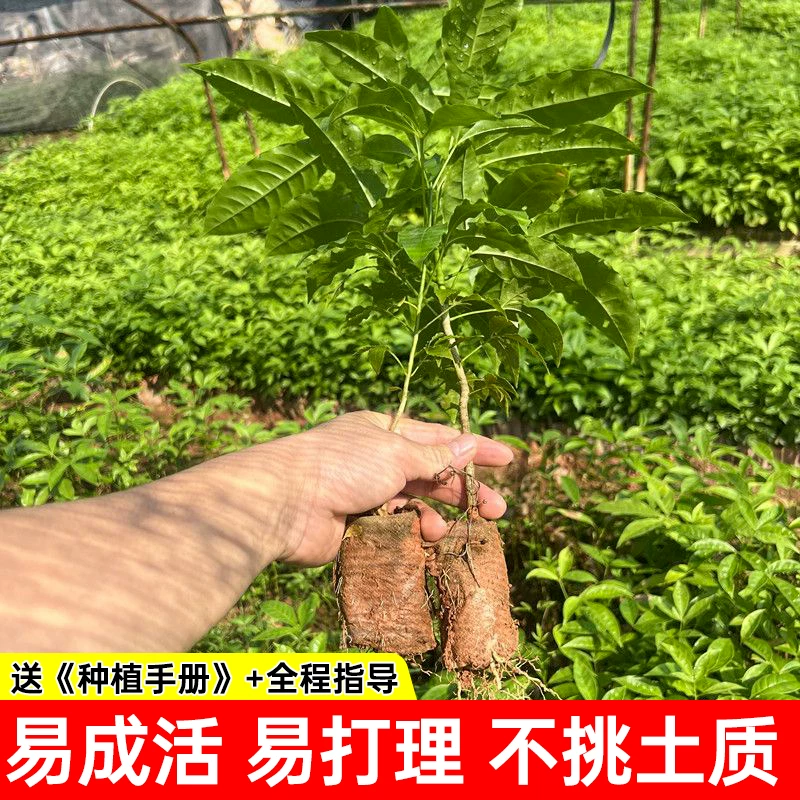 Sanya Ku Xiaohuang Powder Three-branched Gun Chicken Bone Sapling Sanya Ku Leaf Plant