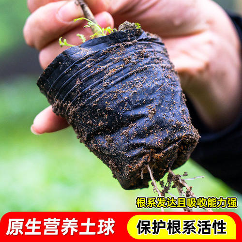 正宗嫁接八角树苗盆栽地栽四季种植带土带叶大红八角苗南北方可种 - 图0