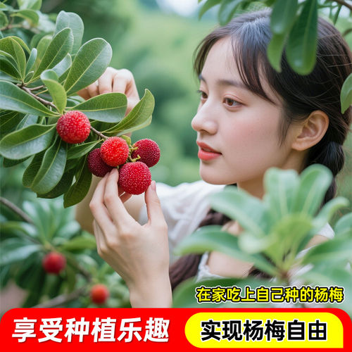 杨梅树树苗正宗嫁接仙居东魁黑炭杨梅苗早熟杨梅带土南方北方种植 - 图3
