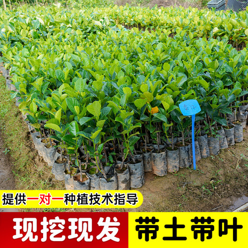 菠萝蜜树树苗嫁接泰国红肉干苞海南四季榴莲蜜木菠萝蜜果树苗庭院 - 图1