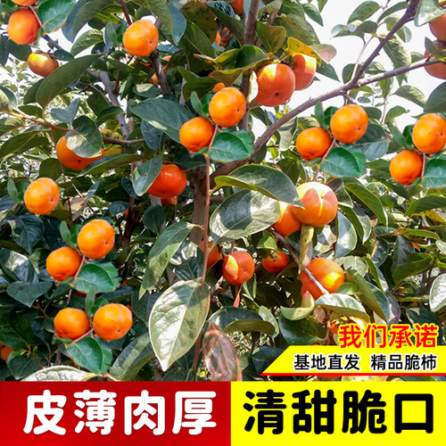 甜脆柿子树苗带土带叶太秋甜柿嫁接柿子阳丰甜柿南方北方次郎脆柿 - 图2