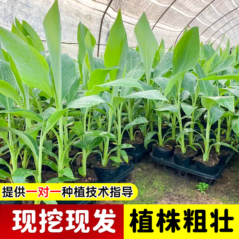 香蕉树苗盆栽地栽芭蕉粉蕉耐寒矮化香蕉苗南方北方四季庭院果树苗