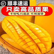 Hainan Jinhuang Mango Fresh 10 catties Sanya specific fruit When season the whole box of water Xianang