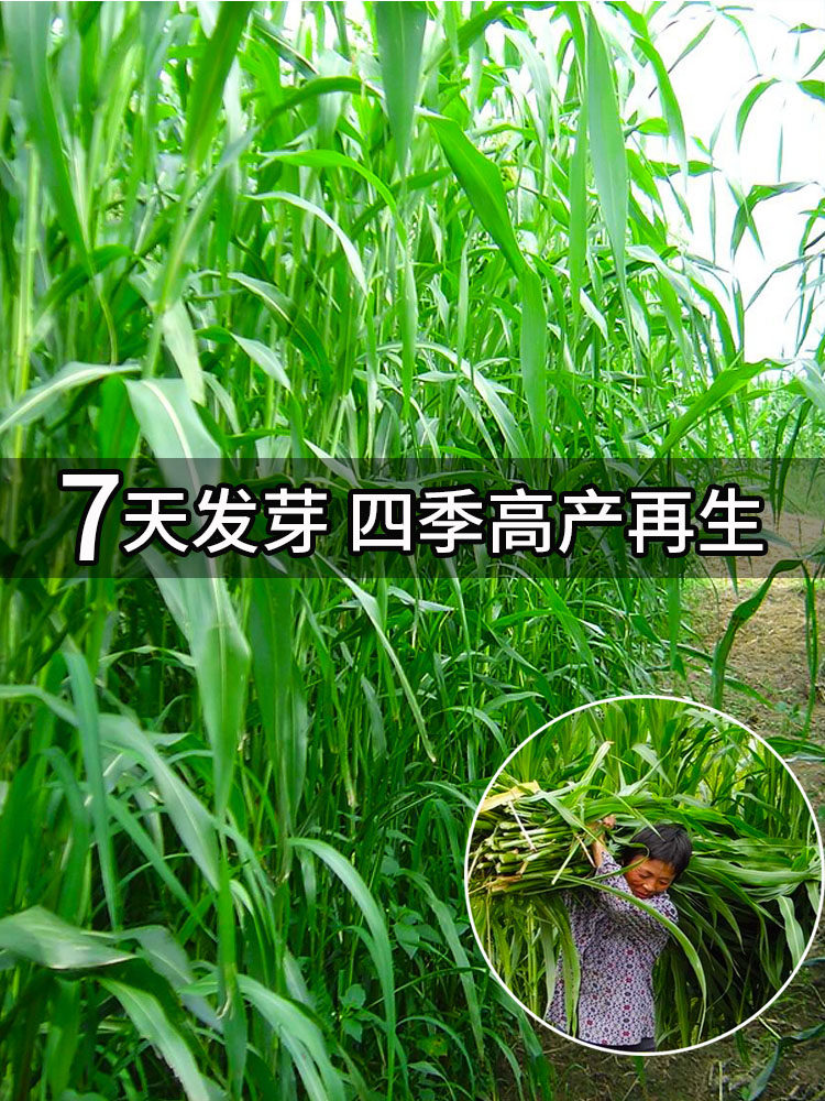 杂交高丹王草种子苏丹草种籽四季高产牧草种子喂猪牛羊鱼兔草籽