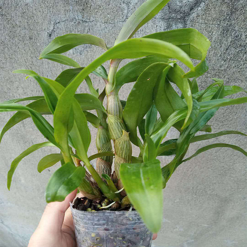 带花苞水莲石斛苗原土原盆发货姬美石斛兰红莲石斛室内绿植盆栽