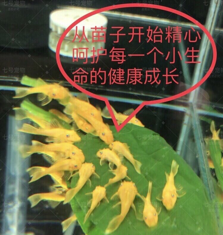 黄金胡子鱼清洁鱼缸24K红眼蓝眼底层吸盘热带鱼黄金胡子鱼  饲料 - 图0
