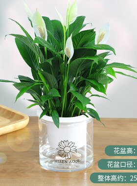 观音竹富贵竹水培植物带根花卉绿植绿萝室内盆栽转运竹带花瓶好养