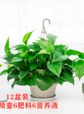 绿萝吸除甲醛大盆栽室内植物净化空气绿植客厅长藤大叶绿箩好养活