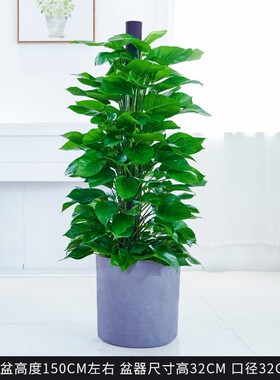 爱优尚大绿萝盆栽大叶绿植客厅室内办公室吸甲醛四季好养活植物