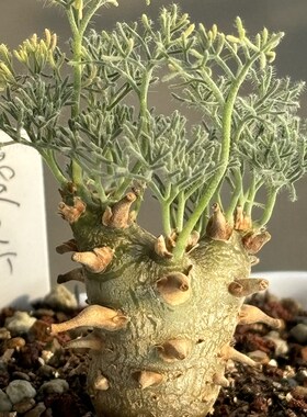 白皮月界潮流块根植物Monsonia peniculina一物一拍 阳台盆栽植物