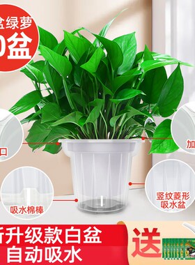 绿萝盆栽花卉植物室内吸甲醛净化空气长藤垂吊兰大盆绿箩水培绿植