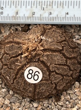 进口墨西哥龟甲龙快跟夏型种带盆发货一物一拍