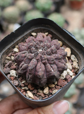 雷头玉仙人球稀有进口紫皮无刺开花美观好养仙人掌多肉阳台小盆栽