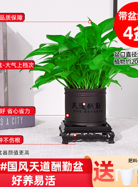 新疆包邮吸除甲醛高档绿萝大盆栽室内植物净化空气绿植客厅大叶绿