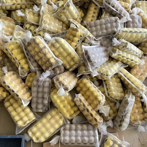 大麦虫活虫包邮面包虫黄粉蛋白鲜活虫子龙鱼八哥鸟食活体钓鱼饲料 - 图0