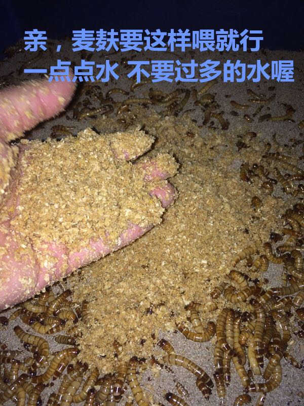 大麦虫活虫500g包邮鲜活面包虫黄粉虫金龙鱼饲料食活体高蛋白虫子-图2