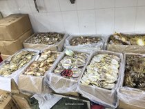 Guangdong Terroy Seafood Octopus Light Dry Octopus Seafood Dried Goods Octopus Dried 500g Dried Fish Dry 500g